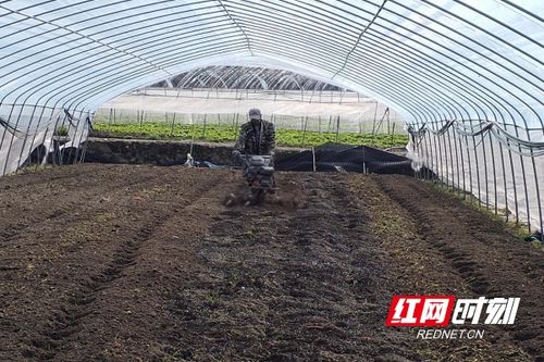 桂東春耕忙，陽光明媚蔬菜香