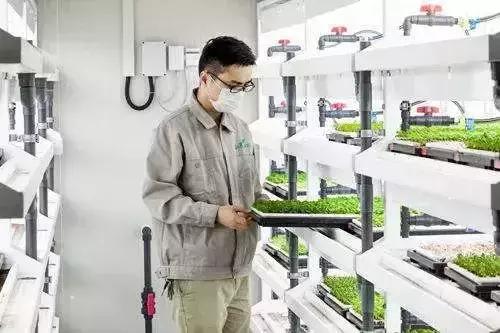 京東布局植物工廠 水培蔬菜或成農(nóng)業(yè)新藍海